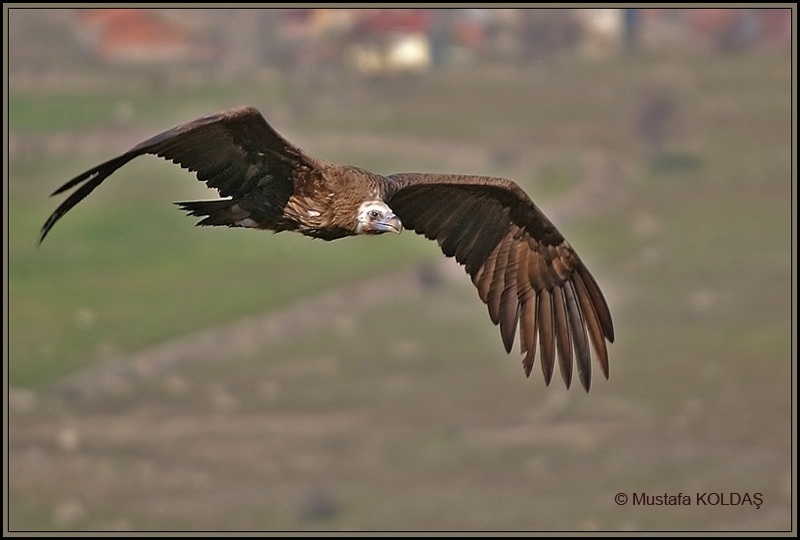 Cinereous Vulture