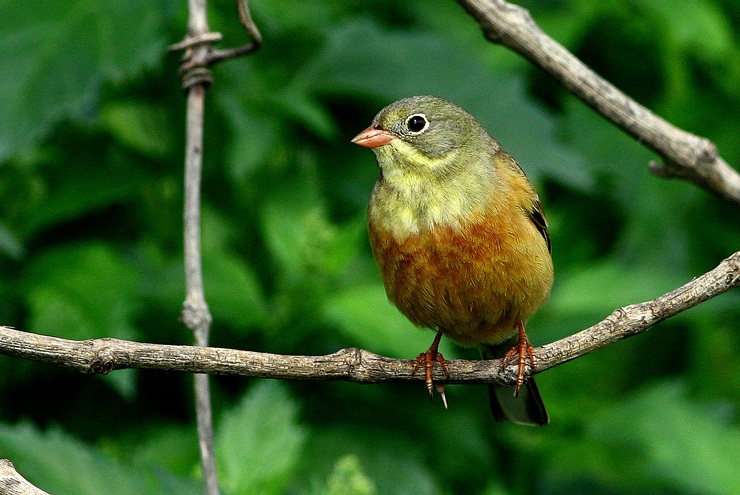 Ortolan Bunting
