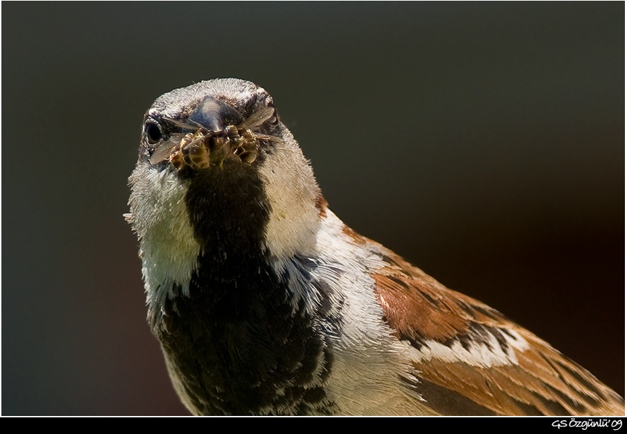 House Sparrow
