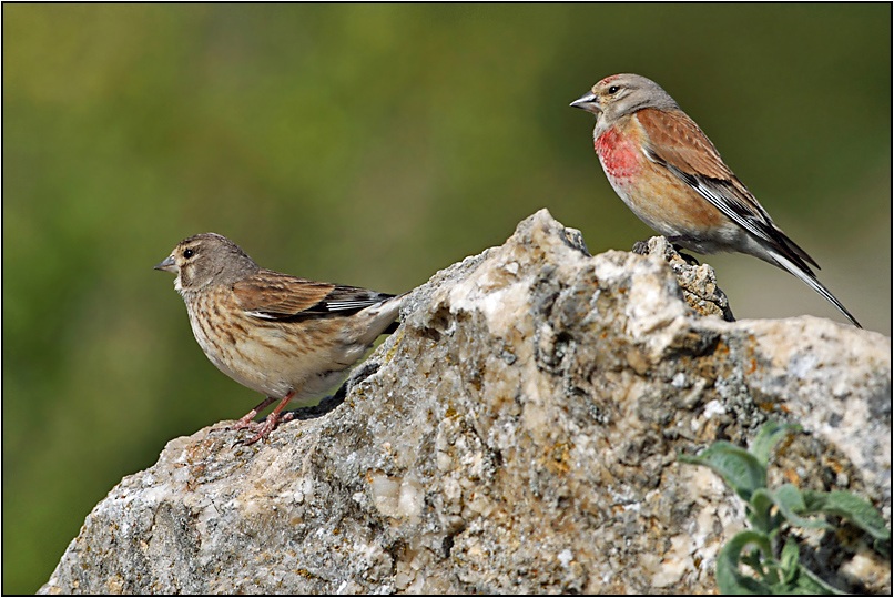 Common Linnet