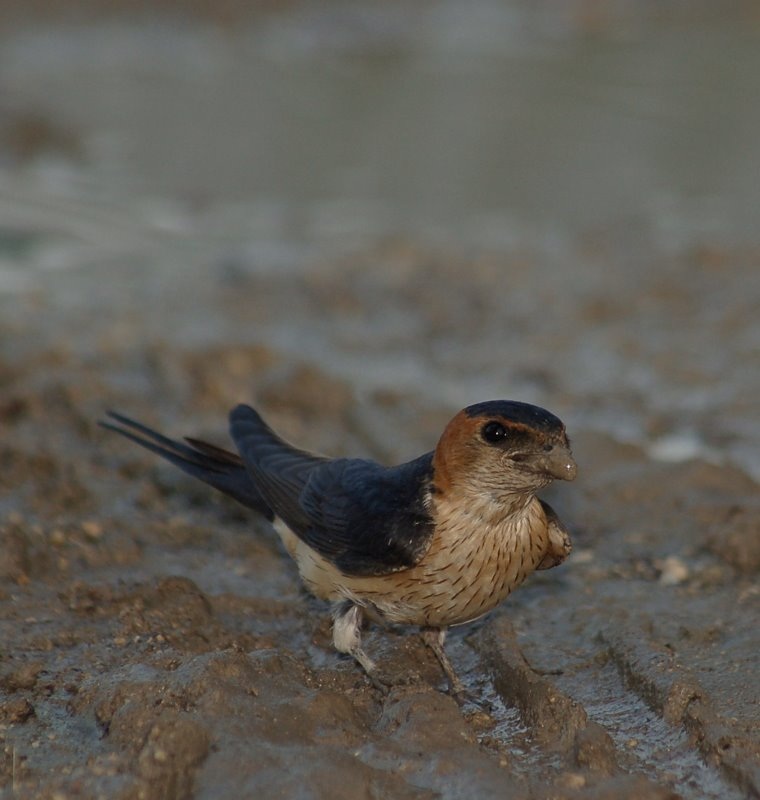 European Red-rumped Swallow