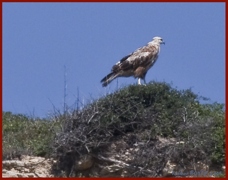 Long-legged Buzzard
