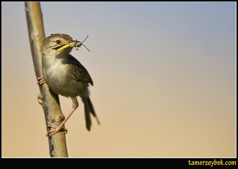 Delicate Prinia