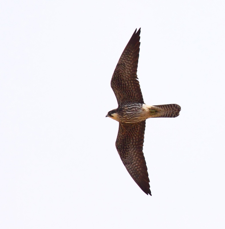 Eleonora`s Falcon