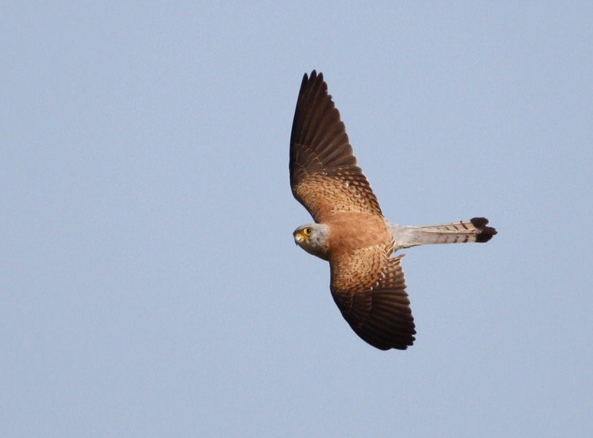 Lesser Kestrel