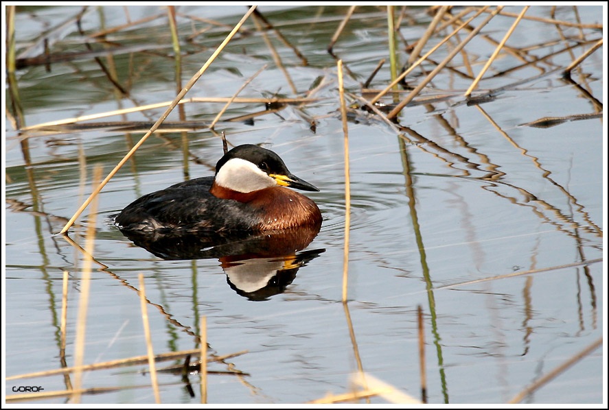 Red-necked Grebe