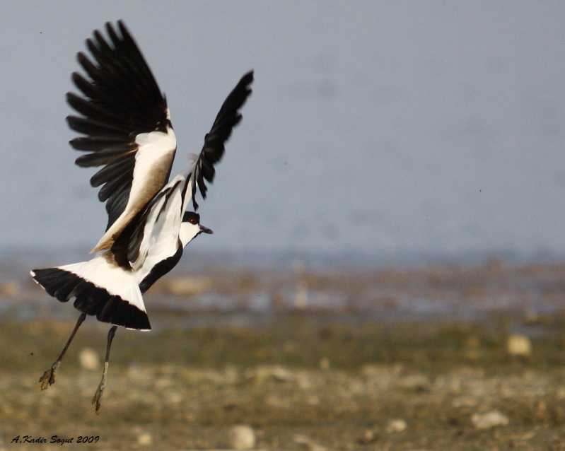 Spur-winged Lapwing