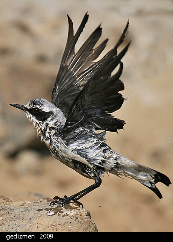 Northern Wheatear
