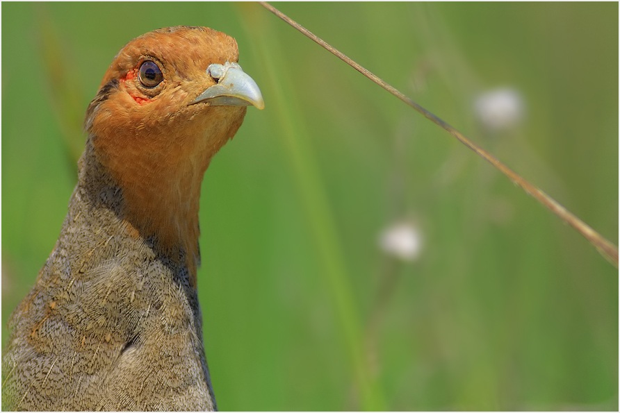 Grey Partridge