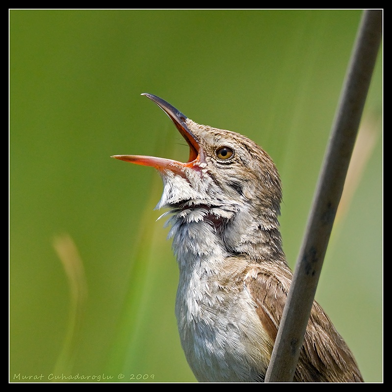 Great Reed Warbler