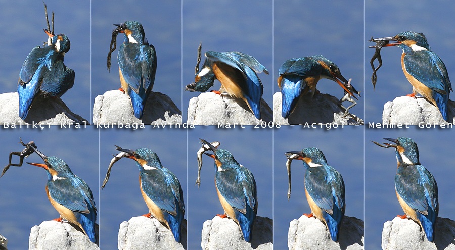 Common Kingfisher