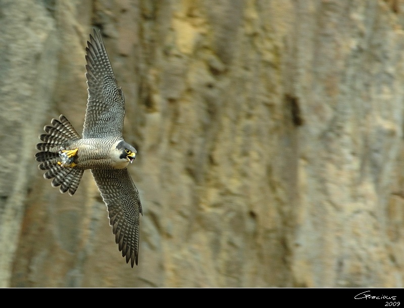 Peregrine Falcon