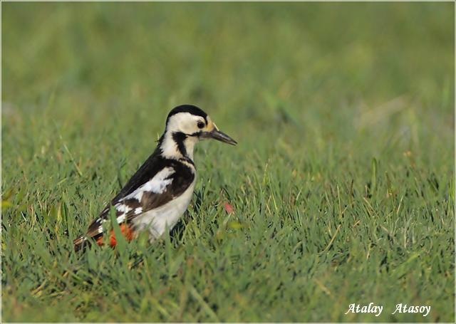 Syrian Woodpecker