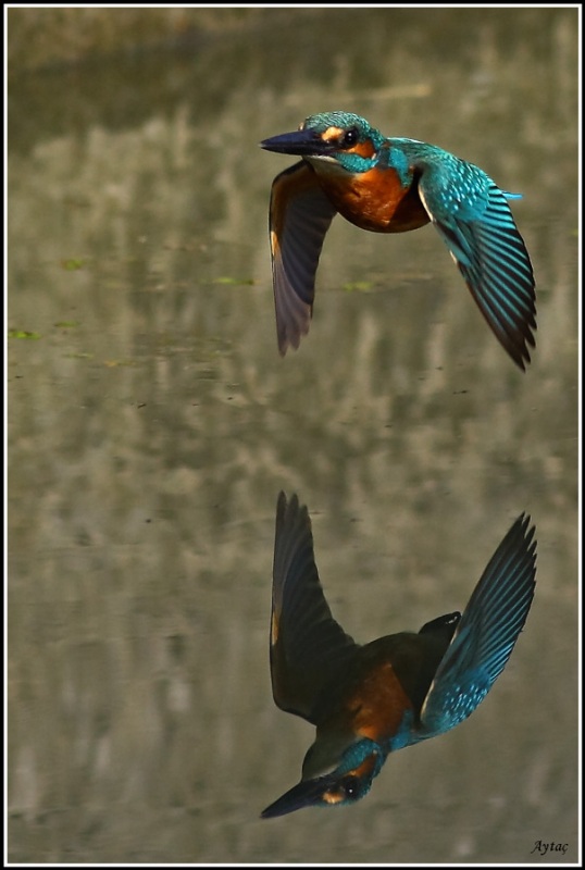 Common Kingfisher