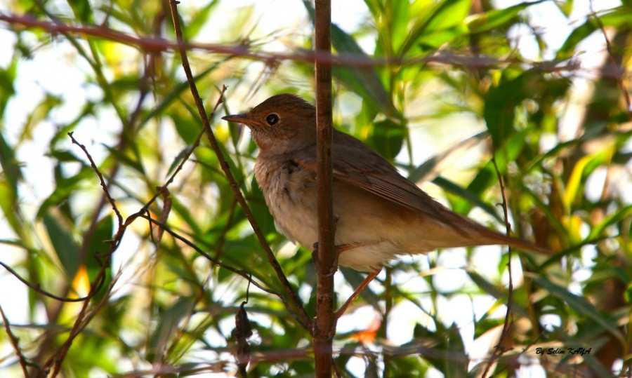 Common Nightingale