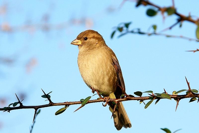 House Sparrow