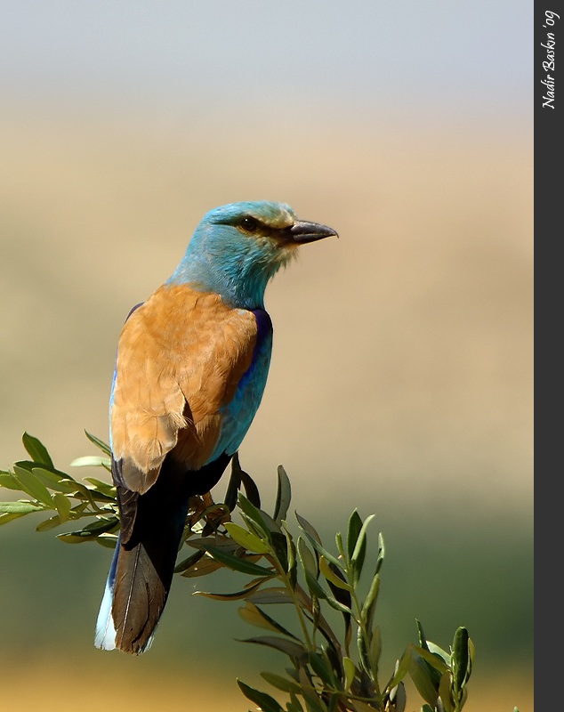 European Roller