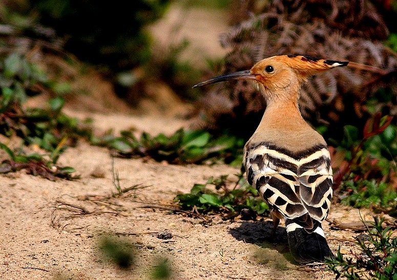 Common Hoopoe