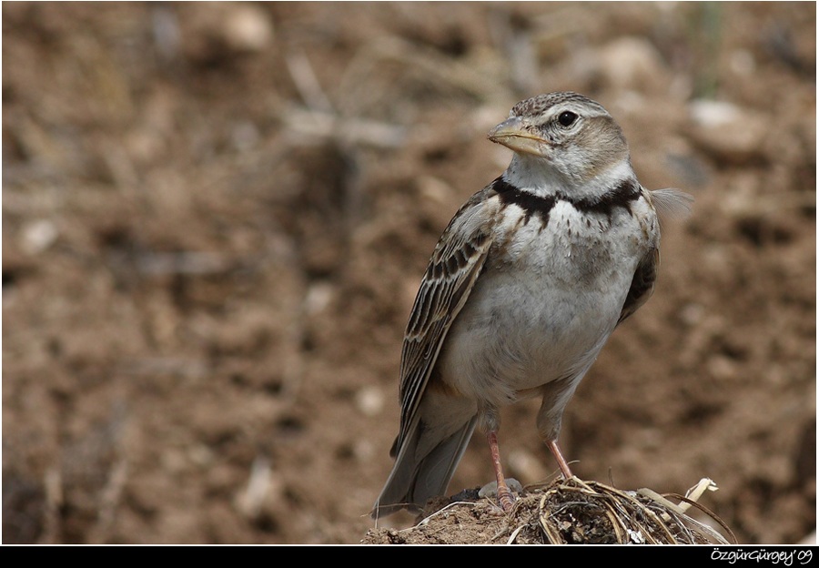 Calandra Lark