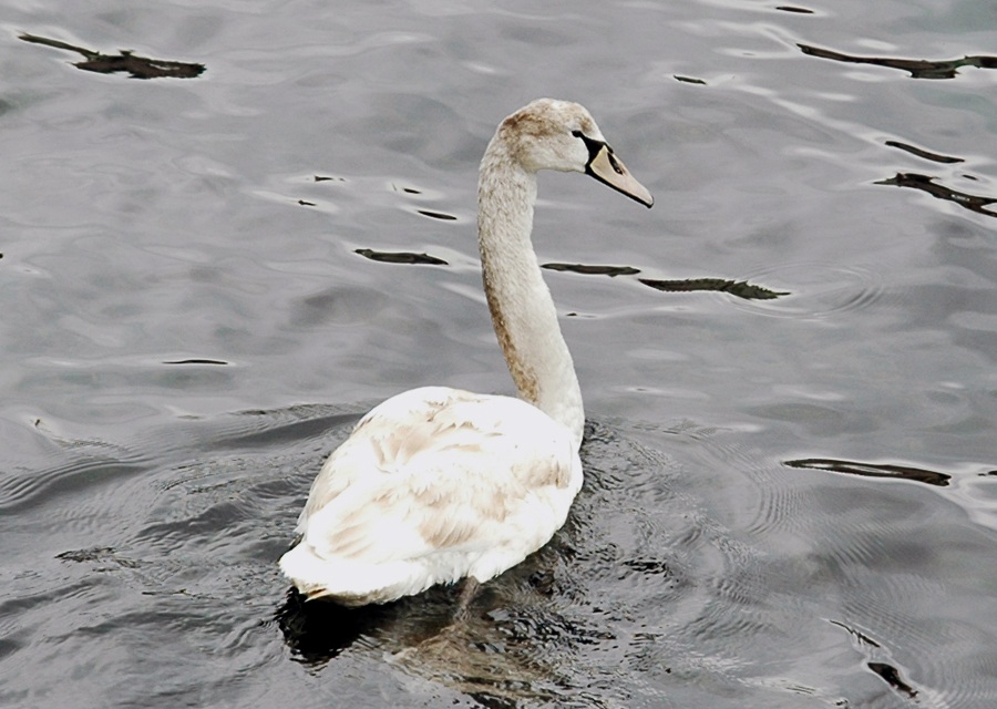 Mute Swan