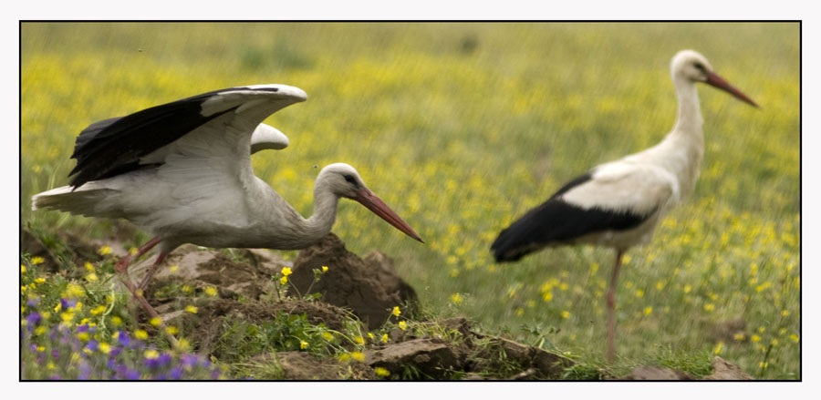 White Stork