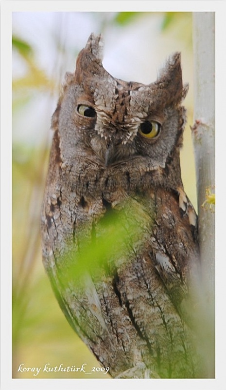 Eurasian Scops Owl