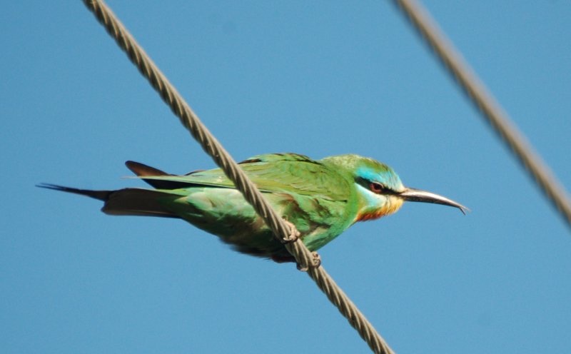 Blue-cheeked Bee-eater