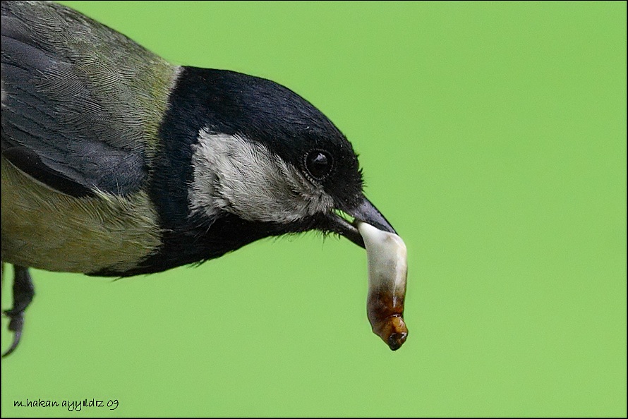 Great Tit