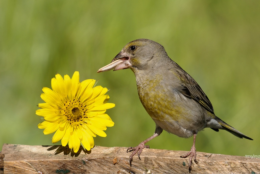 European Greenfinch