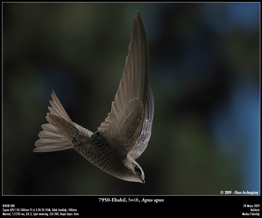 Pallid Swift