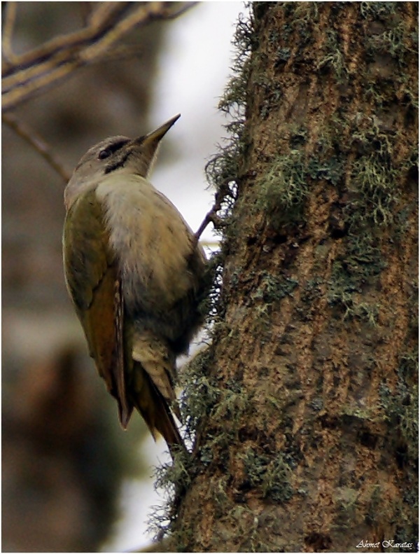 Grey-headed Woodpecker