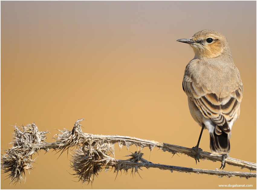 Isabelline Wheatear