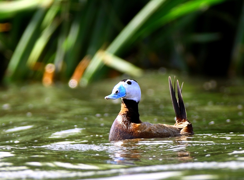 White-headed Duck