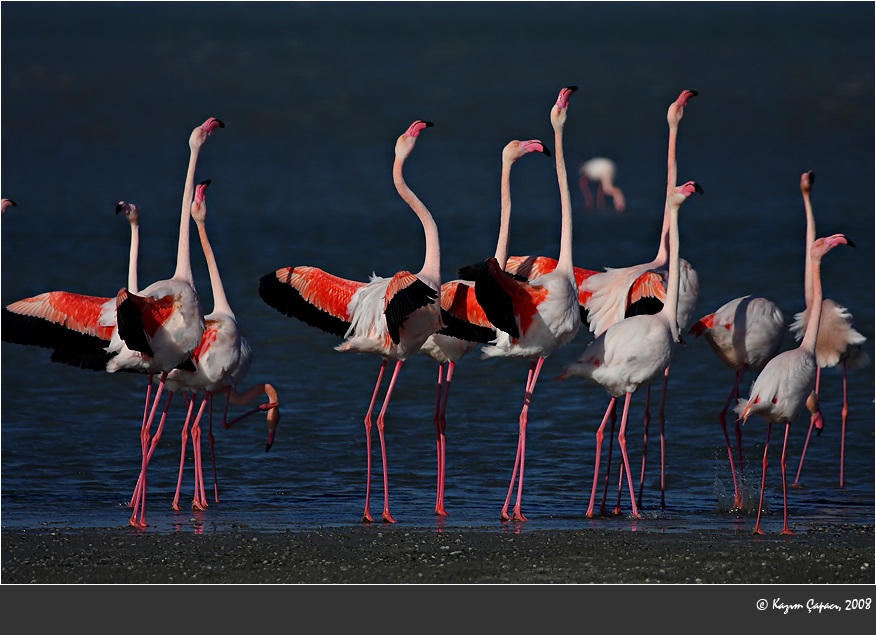 Greater Flamingo