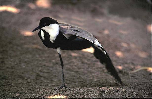 Spur-winged Lapwing