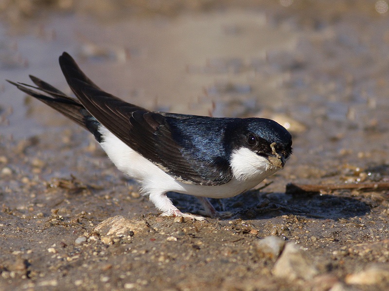 Western House Martin