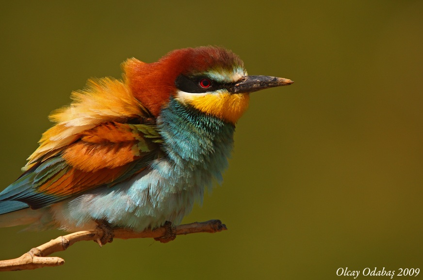 European Bee-eater