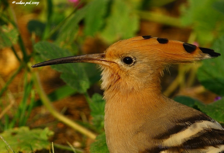 Common Hoopoe