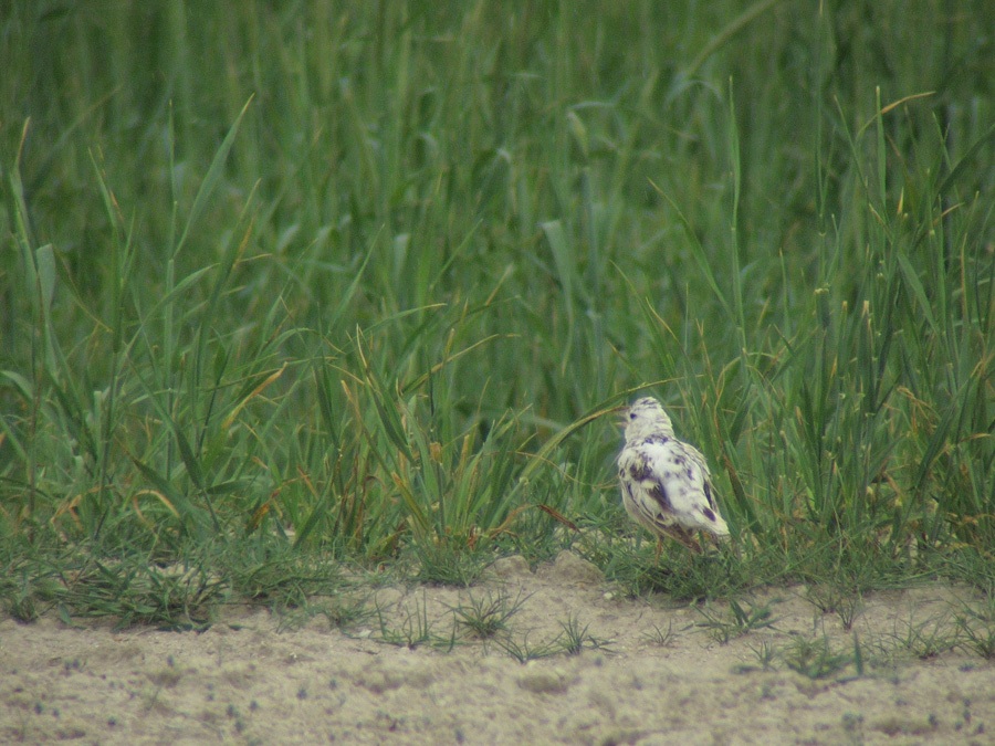 Calandra Lark