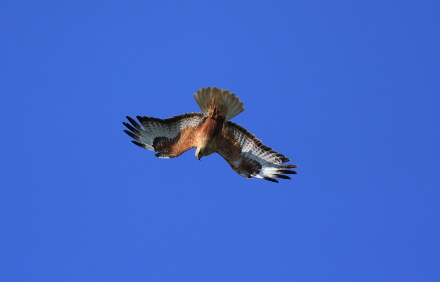 Long-legged Buzzard