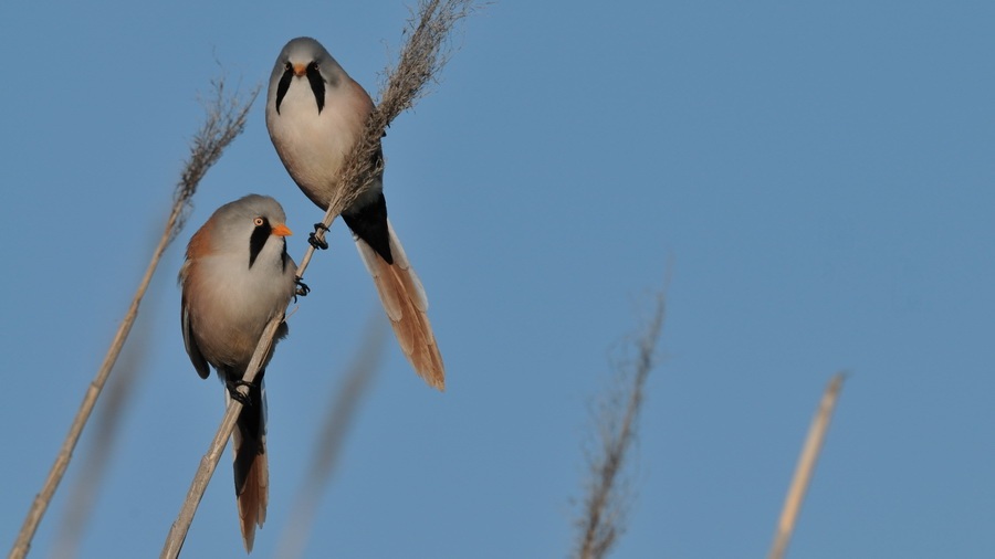 Bearded Reedling