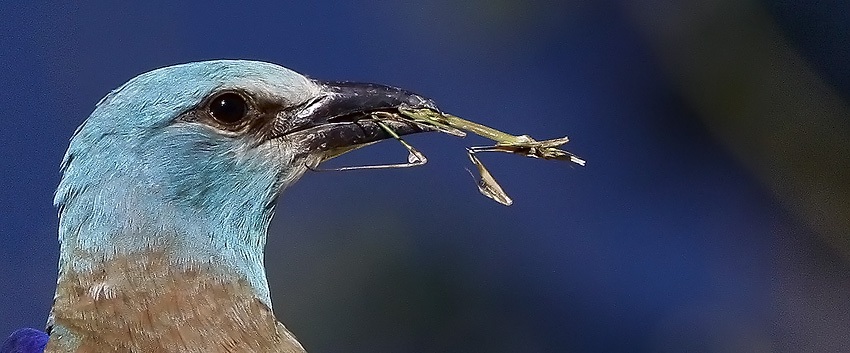 European Roller