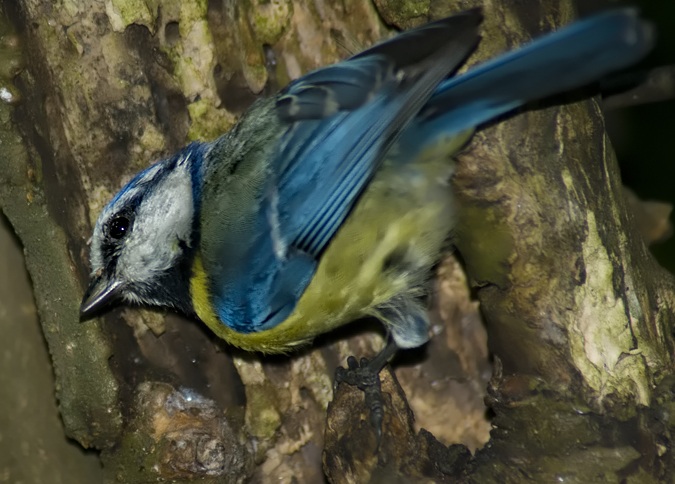 Eurasian Blue Tit