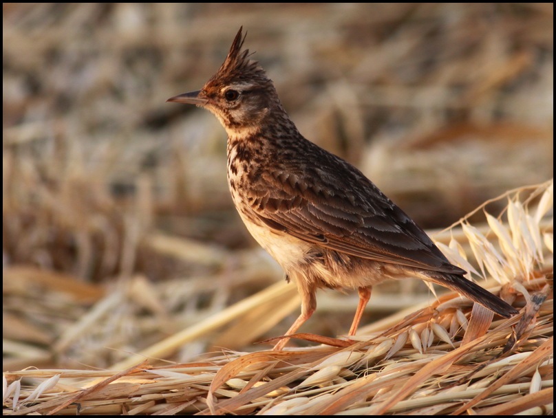 Crested Lark