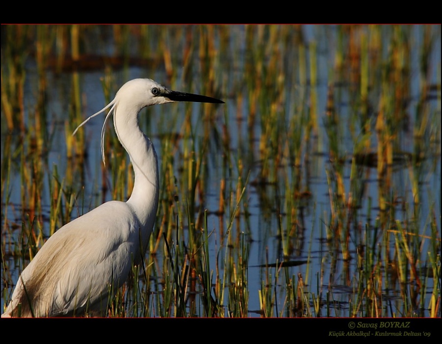 Little Egret