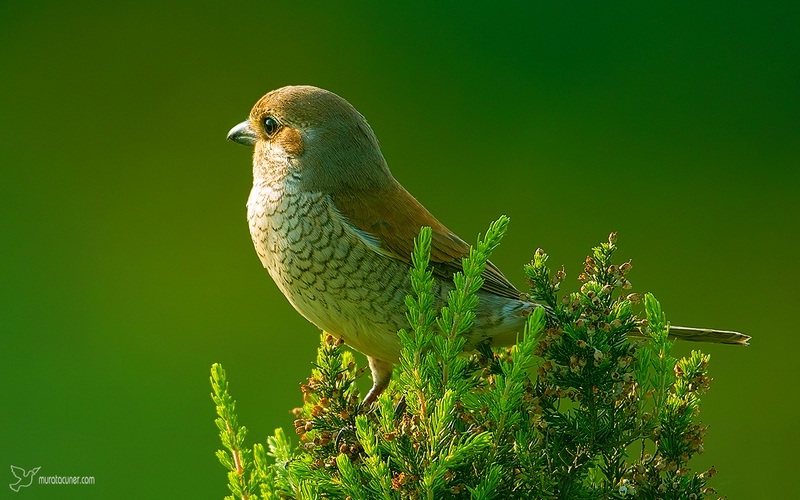 Red-backed Shrike
