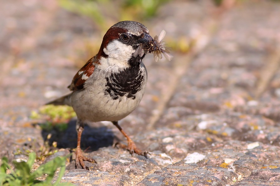 House Sparrow