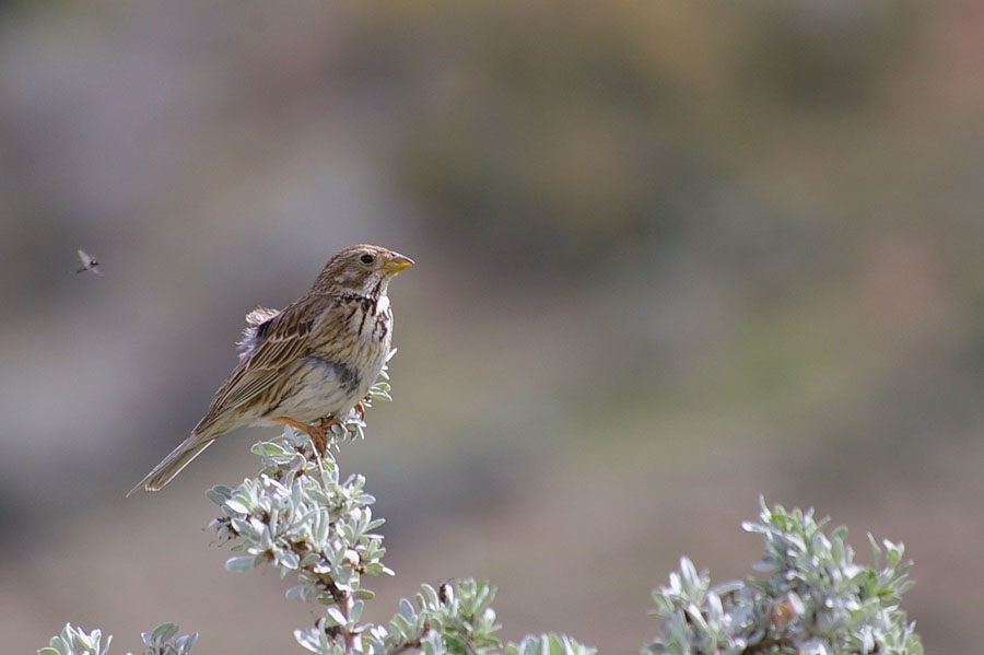 Corn Bunting