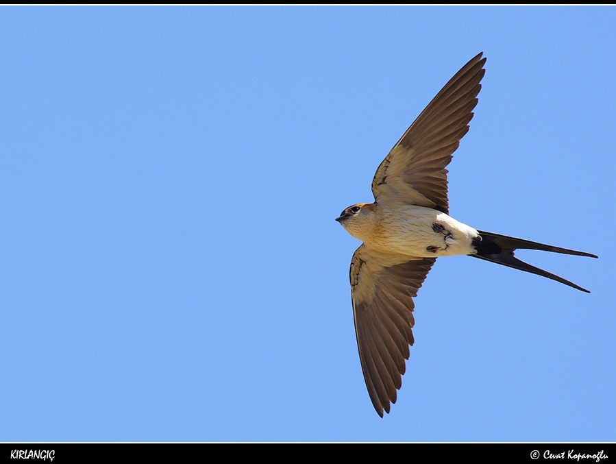 European Red-rumped Swallow