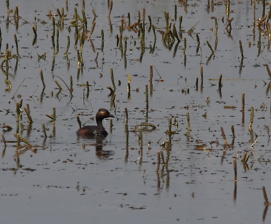 Black-necked Grebe